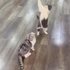 Cute Bird Design Cat Teaser Toy, SimulationParrot Cat Teaser Toy,