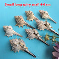 Natural Shell Conch Conch 5-9cm Home Fish Tank Micro Landscape