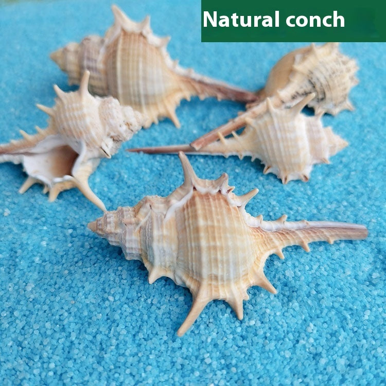 Natural Shell Conch Conch 5-9cm Home Fish Tank Micro Landscape