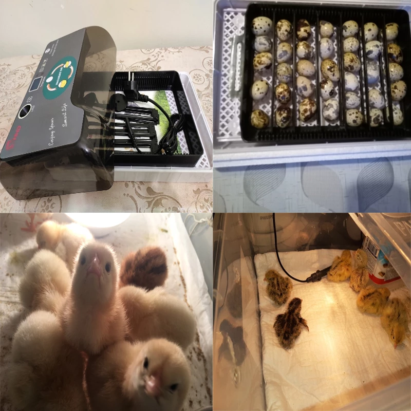 Automatic Eggs Incubator Digital Temperature Control Chicken Brooder